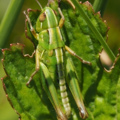 Kosciuscola cognatus (A grasshopper) at Mount Clear, ACT - 6 Jan 2017 by KenT