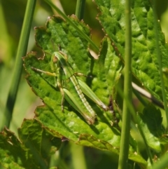 Kosciuscola cognatus at Mount Clear, ACT - 7 Jan 2017 10:37 AM