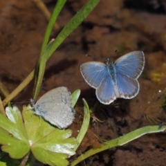 Zizina otis (Common Grass-Blue) at Mount Clear, ACT - 7 Jan 2017 by KenT