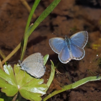 Zizina otis (Common Grass-Blue) at Mount Clear, ACT - 6 Jan 2017 by KenT
