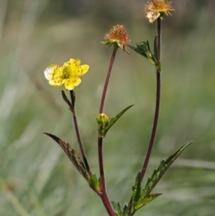 Geum urbanum (Herb Bennet) at Namadgi National Park - 6 Jan 2017 by KenT