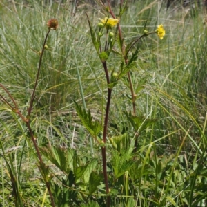 Geum urbanum at Mount Clear, ACT - 7 Jan 2017 10:41 AM