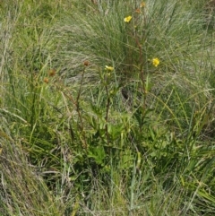 Geum urbanum at Mount Clear, ACT - 7 Jan 2017