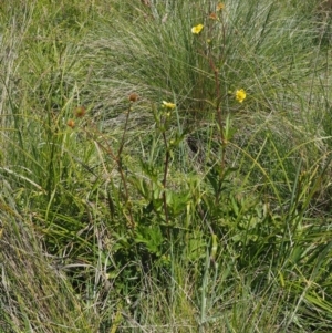 Geum urbanum at Mount Clear, ACT - 7 Jan 2017 10:41 AM