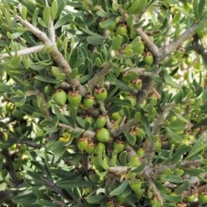 Melicytus angustifolius subsp. divaricatus at Mount Clear, ACT - 7 Jan 2017