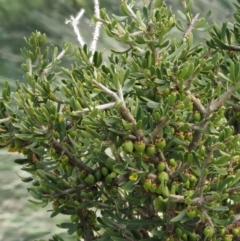 Melicytus angustifolius subsp. divaricatus at Mount Clear, ACT - 7 Jan 2017 10:13 AM