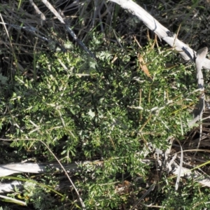 Melicytus angustifolius subsp. divaricatus at Mount Clear, ACT - 7 Jan 2017