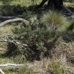 Melicytus angustifolius subsp. divaricatus at Mount Clear, ACT - 7 Jan 2017 10:13 AM