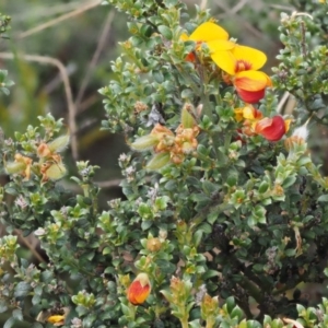 Mirbelia oxylobioides at Mount Clear, ACT - 7 Jan 2017