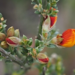 Mirbelia oxylobioides at Mount Clear, ACT - 7 Jan 2017