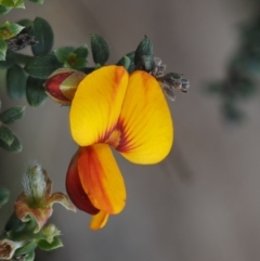 Mirbelia oxylobioides at Mount Clear, ACT - 7 Jan 2017