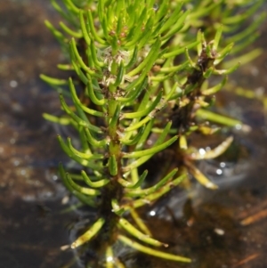 Myriophyllum sp. at Mount Clear, ACT - 7 Jan 2017 11:20 AM