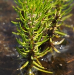 Myriophyllum sp. (Water-milfoil) at Mount Clear, ACT - 7 Jan 2017 by KenT