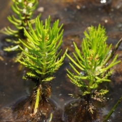 Myriophyllum sp. at Mount Clear, ACT - 7 Jan 2017 11:20 AM