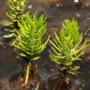 Myriophyllum sp. at Mount Clear, ACT - 7 Jan 2017 11:20 AM