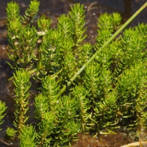 Myriophyllum sp. at Mount Clear, ACT - 7 Jan 2017 11:20 AM