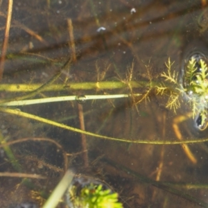 Myriophyllum sp. at Mount Clear, ACT - 7 Jan 2017 11:20 AM