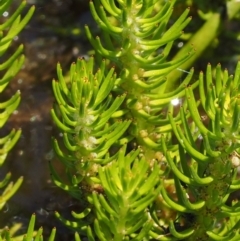 Myriophyllum sp. at Mount Clear, ACT - 7 Jan 2017 11:20 AM