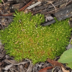 Scleranthus biflorus (Twin-flower Knawel) at Namadgi National Park - 7 Jan 2017 by KenT