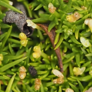 Scleranthus biflorus at Mount Clear, ACT - 7 Jan 2017