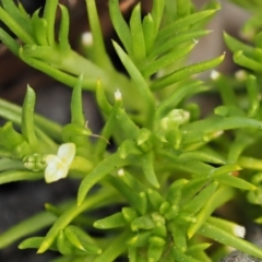 Scleranthus biflorus at Mount Clear, ACT - 7 Jan 2017