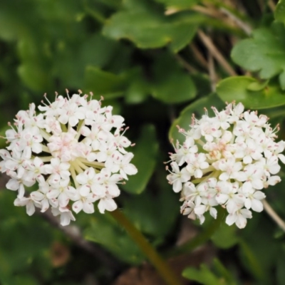 Trachymene humilis subsp. humilis (Alpine Trachymene) at Mount Clear, ACT - 7 Jan 2017 by KenT