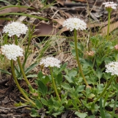 Trachymene humilis subsp. humilis at Mount Clear, ACT - 7 Jan 2017