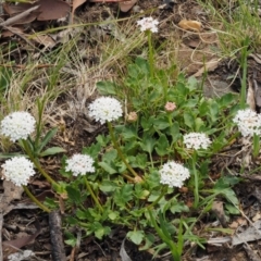 Trachymene humilis subsp. humilis at Mount Clear, ACT - 7 Jan 2017