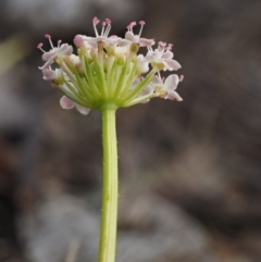 Trachymene humilis subsp. humilis at Mount Clear, ACT - 7 Jan 2017 02:41 PM