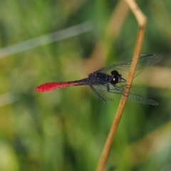 Nannophya dalei at Mount Clear, ACT - 7 Jan 2017