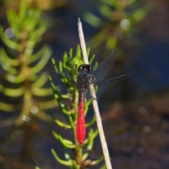 Nannophya dalei at Mount Clear, ACT - 7 Jan 2017