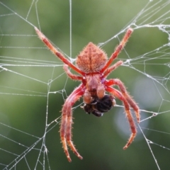 Hortophora transmarina (Garden Orb Weaver) at Gordon, ACT - 30 Nov 1916 by Photos_By_Cowz