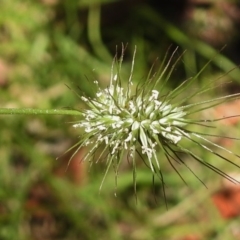 Echinopogon sp. (Hedgehog Grass) at Tidbinbilla Nature Reserve - 12 Jan 2017 by JohnBundock