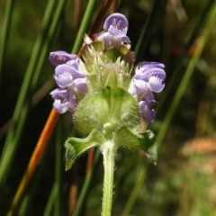 Prunella vulgaris (Self-heal, Heal All) at Paddys River, ACT - 12 Jan 2017 by JohnBundock