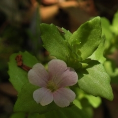 Gratiola peruviana (Australian Brooklime) at Tidbinbilla Nature Reserve - 12 Jan 2017 by JohnBundock