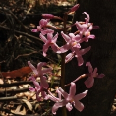 Dipodium roseum (Rosy Hyacinth Orchid) at Tidbinbilla Nature Reserve - 12 Jan 2017 by JohnBundock