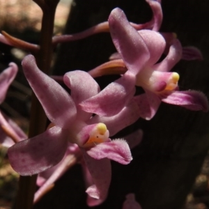 Dipodium roseum at Paddys River, ACT - 12 Jan 2017