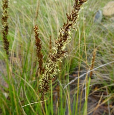 Carex appressa (Tall Sedge) at Sth Tablelands Ecosystem Park - 22 Sep 2016 by galah681