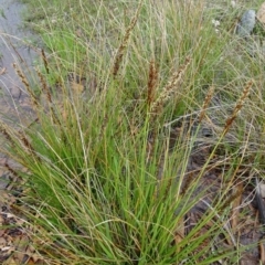 Carex appressa at Molonglo Valley, ACT - 22 Sep 2016 12:44 PM