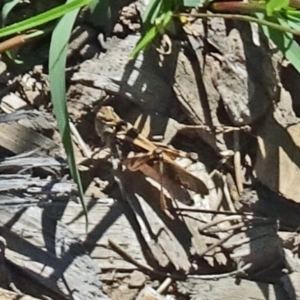 Oedaleus australis at Molonglo Valley, ACT - 12 Jan 2017