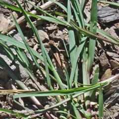 Oedaleus australis at Molonglo Valley, ACT - 12 Jan 2017