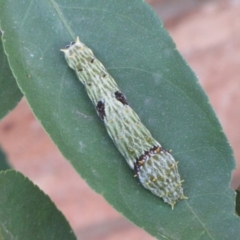 Papilio aegeus at Ngunnawal, ACT - 12 Jan 2017