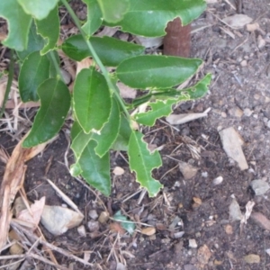 Papilio aegeus at Ngunnawal, ACT - 12 Jan 2017