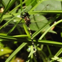 Synthemis eustalacta (Swamp Tigertail) at Paddys River, ACT - 12 Jan 2017 by JohnBundock