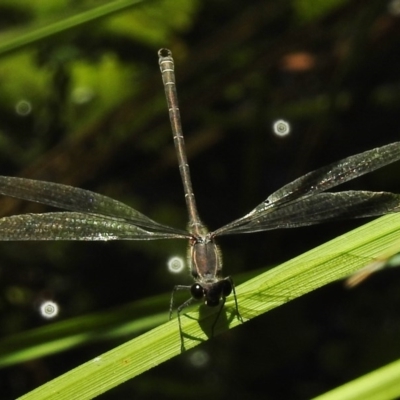 Austroargiolestes icteromelas (Common Flatwing) at Tidbinbilla Nature Reserve - 12 Jan 2017 by JohnBundock