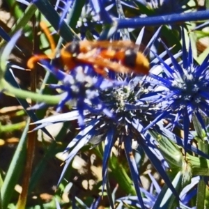 Delta bicinctum at Molonglo Valley, ACT - 12 Jan 2017