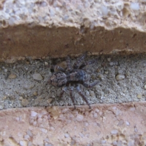 Servaea sp. (genus) at Ngunnawal, ACT - 12 Jan 2017