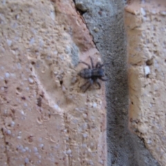 Servaea sp. (genus) at Ngunnawal, ACT - 12 Jan 2017