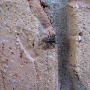 Servaea sp. (genus) at Ngunnawal, ACT - 12 Jan 2017