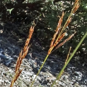 Sorghum leiocladum at Molonglo Valley, ACT - 12 Jan 2017